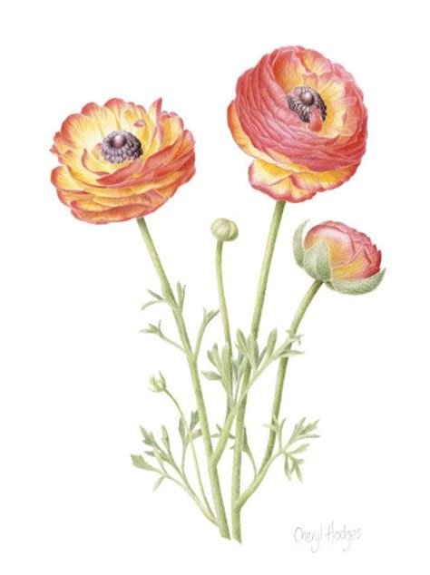 Pin By Cheryl Hodges Botanical Art On Botanical Art Cheryl Hodges