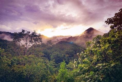 20 Biggest And Most Popular Rainforests In The World That Might