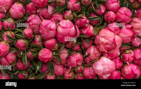 Multiple Closed Round Pink Peony Flowers On Display On A Market Stall