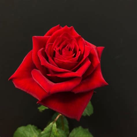 Red Roses Florca