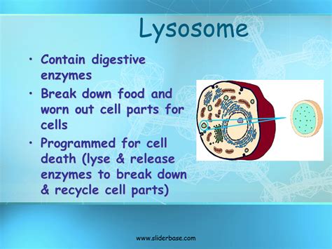 In the title animal cell parts and functions, the word part pertains to organelles; Basic Structure of a Cell - Presentation Biology