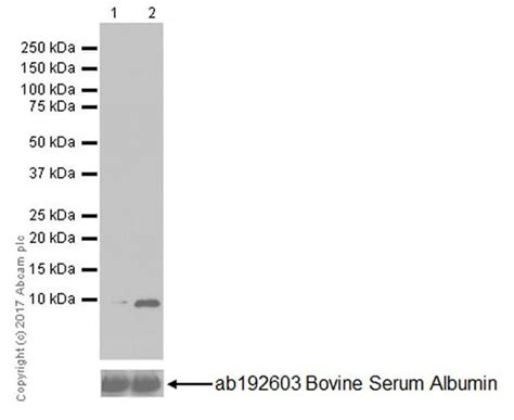 Results For Cxcl3 Abcam Antibodies Proteins Kits