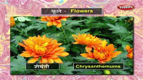 Fruits and flowers name in marathi. Learn Flowers in Marathi | मराठी शिकूया | Learn Marathi ...