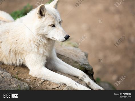 Arctic Wolf Canis Lupus Arctos Image And Photo Bigstock