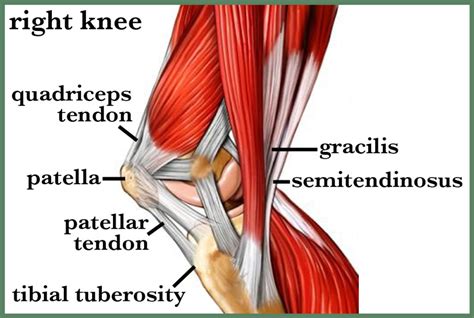 Medial Knee Muscle Anatomy