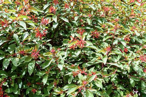 How To Grow And Care For Firebush Gardeners Path