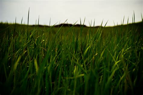 Free photo: Grass Field - Bright, Flora, Fresh - Free Download - Jooinn