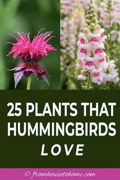 I Love These Hummingbird Plants So Many Flowers To Choose From That