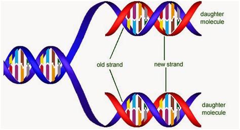 34 DNA Structurer And Replication Biology Notes For A Level