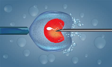 in vitro fertilization injection artificial insemination scientific medical illustrated vector