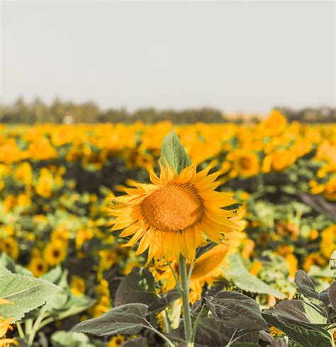 8 Best Sunflower Fields In California Inc Locations — A Charming Escape