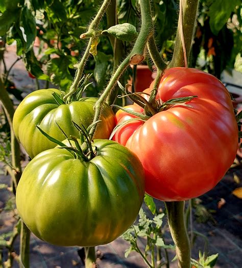Pink Tomatoes Giant Belgium Tomato