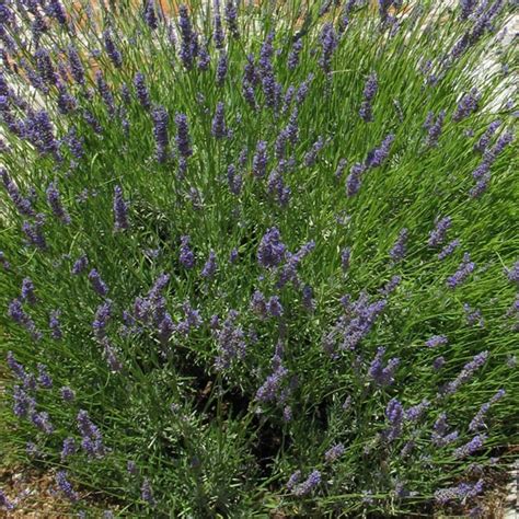 Lavender Provence Lavandula X Intermedia My Garden Life