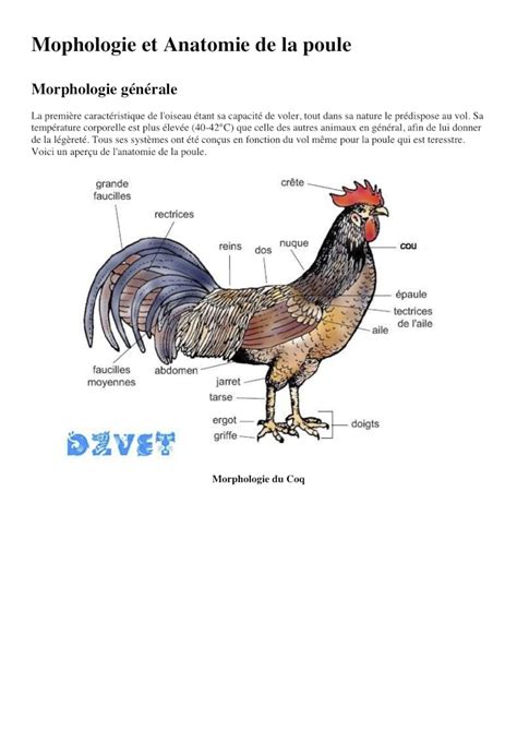 Morphologie De La Poule