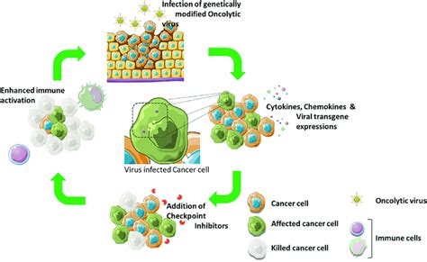 Oncolytic Viruses Stimulate The Tumor Microenvironment And Synergize