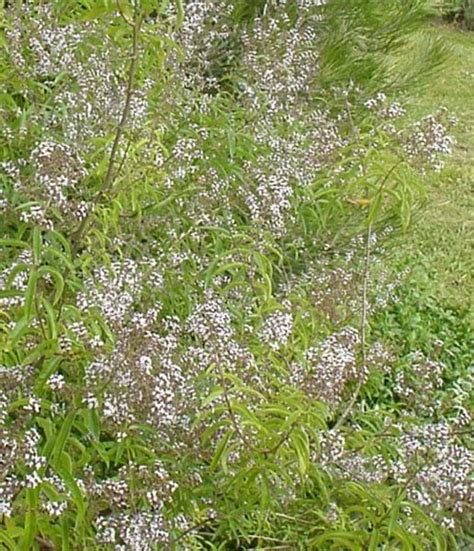 It is probably six years old. Aloysia triphylla, Lemon Scented Verbena