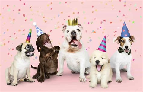 Dog Milestones Birthday Gotcha Day Christmas And More