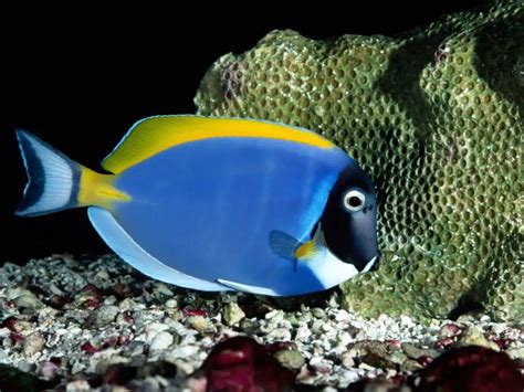 Powder Blue Tang Care Tank Size Food And White Spot Disease