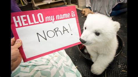 Polar Bear Cub Gets Her Name Meet Nora Youtube