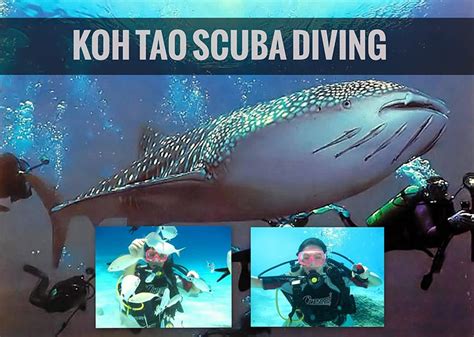 Koh Tao Diving Useful Tips To Get Your Scuba Licence Now Keep Calm And Travel