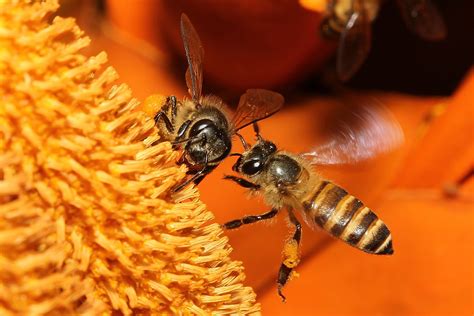 Wild Honey Bees 8 Free Photo Download Freeimages