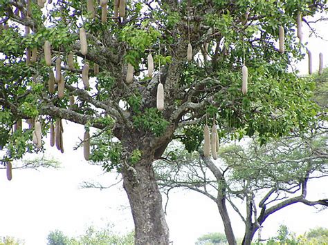 Sausage Tree Photo Tanzania Africa