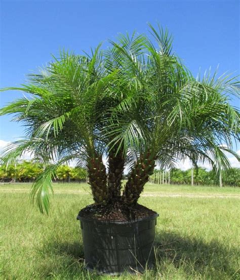Image Result For Pygmy Date Palm Palm Trees Florida Landscaping