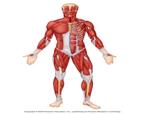 Click on the name of a muscle for a page about that muscle (works for most labels). Anterior Muscles - PurposeGames