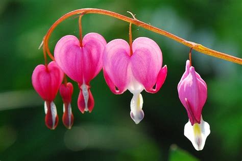 10 Most Beautiful But Strange Flowers Wonderslist