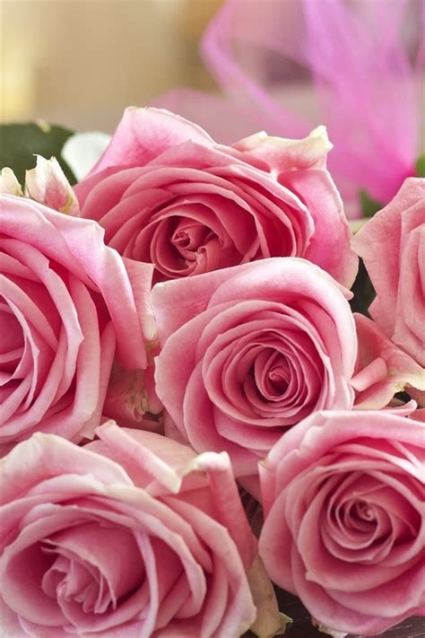 Wallpaper Pink Roses Bouquet Flowers Romantic 1920x1200 Hd Picture