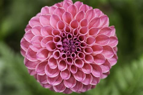 The Formation Of This Dahlia Flowers Petals Roddlysatisfying