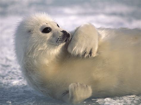 Arctic Ocean Animals See N Explore World
