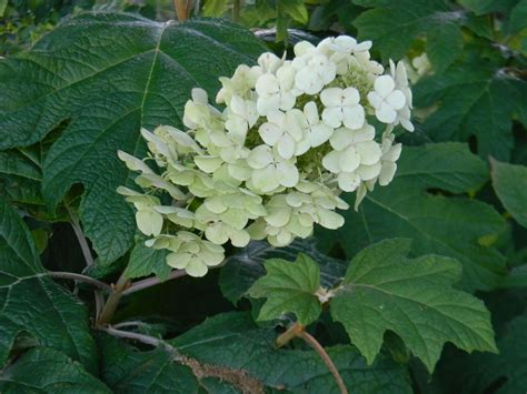 Hydrangea Quercifolia Alice Alice Hydrangea Oak Leaf Hydrangea