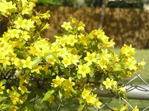Carolina Jessamine Starter Plant Fast Growing Flowering Fragrant Vine