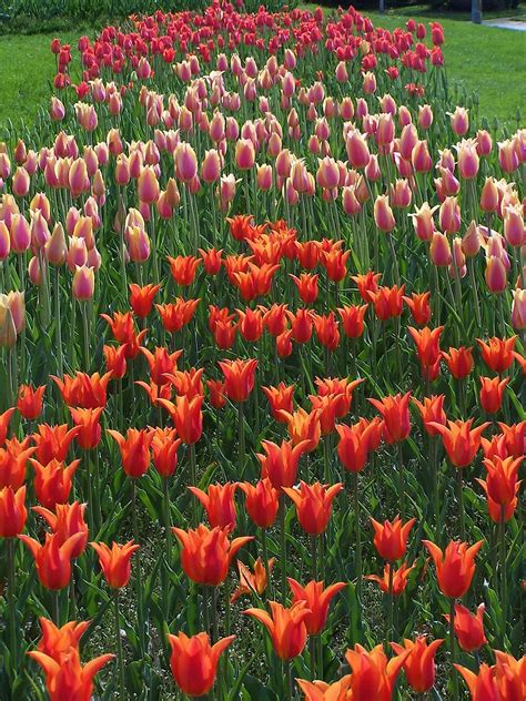 Magnificent Tulips At Highland Park In Rochester Paul Toth Flickr