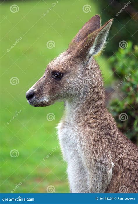 Easter Grey Kangaroo Stock Photo Image Of Eastern Brown 36148234