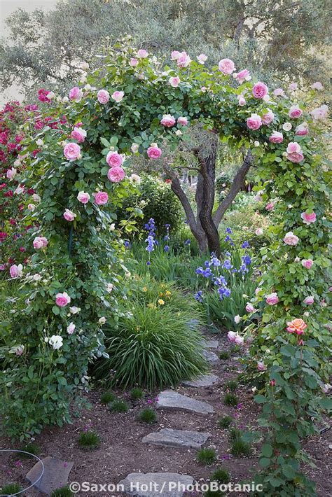 Pink Climbing Rose On Arch Trellis Over Path In Country Garden In