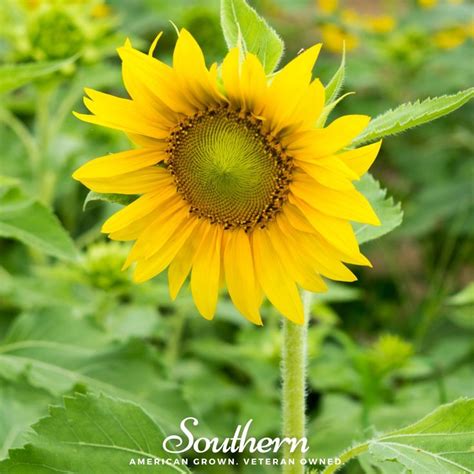 Sunflower Sunspot Dwarf Helianthus Annuus Seeds Southern Seed