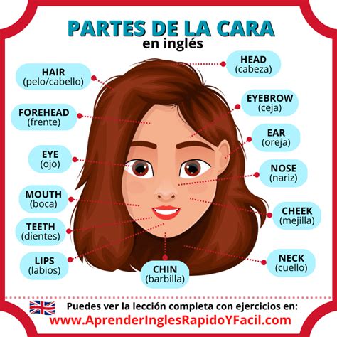 Partes De La Cara En Inglés Face Parts