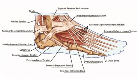 Foot Anatomy And Function पाद Pāda Elliots Website