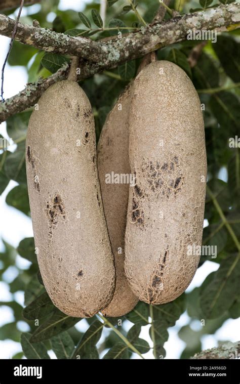 Kigelia Or Sausage Tree In Uganda Africa Stock Photo Alamy