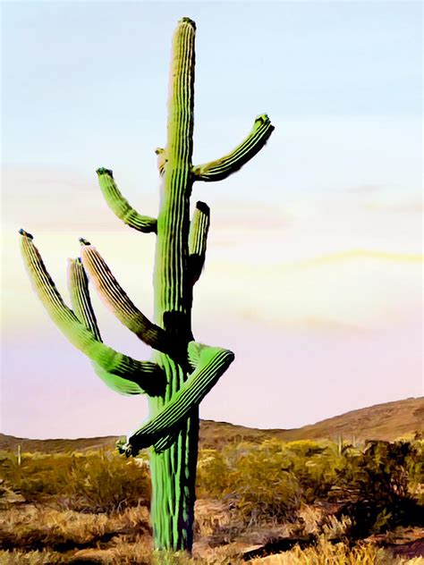 Dancing Cactus Sunrise Saguaro National Park Photograph By Bob And