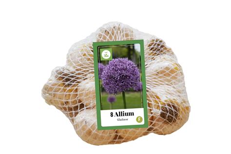 Allium Gladiator Tuincentrum Van Ee Groot Assortiment Aan Groen