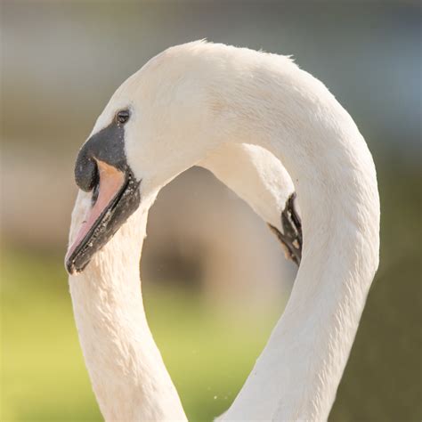 Mute Swans Making Shape Of Heart With Necks Pair Of Swans Flickr