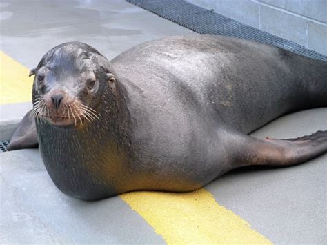 Californias Stranded Sea Lions Suffering From Brain Damage Caused By