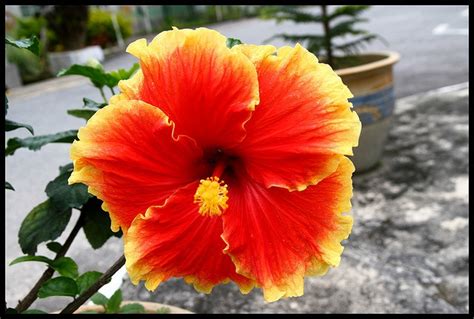 Since the beginning of her tattoo career in 2004, kari marigold has been dedicated to making her clients feel as lovely as possible. 17 Best images about Tropical Hibiscus on Pinterest | Gardens, Recital and Bermudas