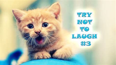 Try Not To Laugh 3 Funny And Cute Cats Kittens Edition
