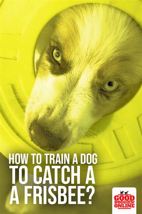 How To Train A Dog To Catch A Frisbee Good Doggies Online In 2020