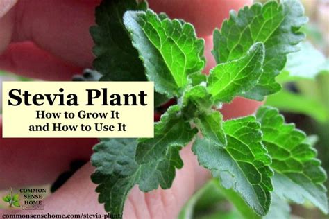 Stevia Plant How To Grow It And Use It