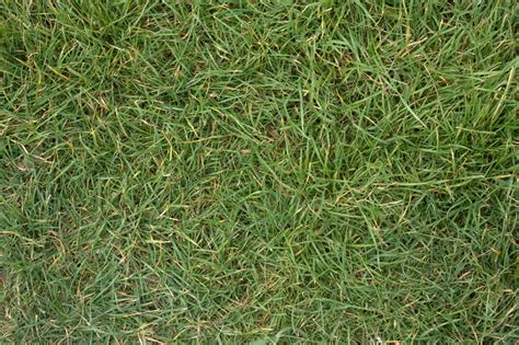 High Resolution Textures Grass 2 Turf Lawn Green Ground Field Texture